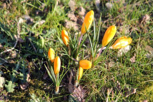 crocus montcourt 3 fev 2012 079.jpg