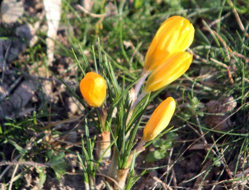crocus montcourt 3 fev 2012 077.jpg