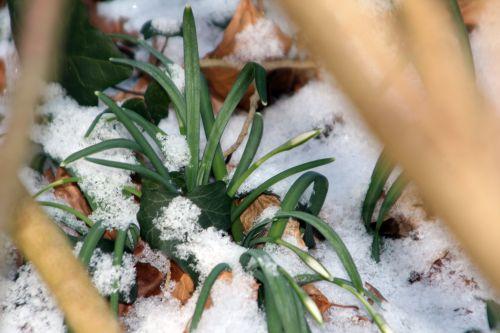 nivalis neige veneux 4 fev 2012 006.jpg