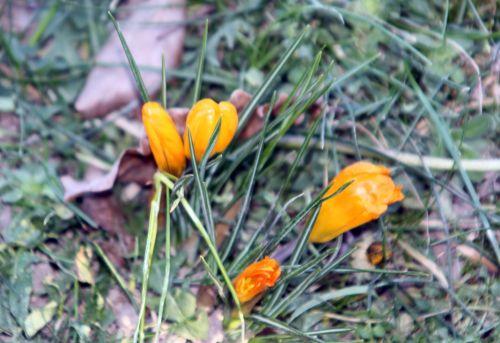 crocus montcourt 3 fev 2012 076.jpg