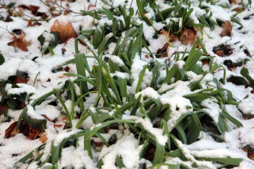 elwesii neige veneux 4 fev 2012 005.jpg