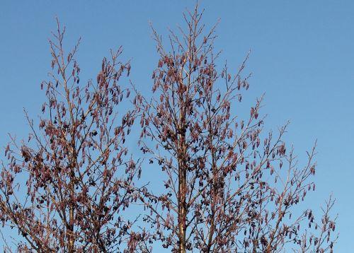 2 alnus rec sorques 3 fev 2012 020.jpg