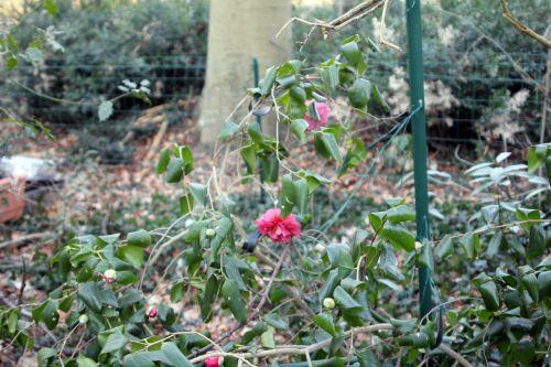 gloire 2 veneux 3 fev 2012 008.jpg