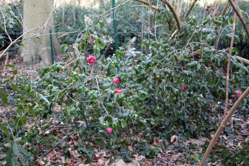 gloire 1 veneux 3 fev 2012 002.jpg