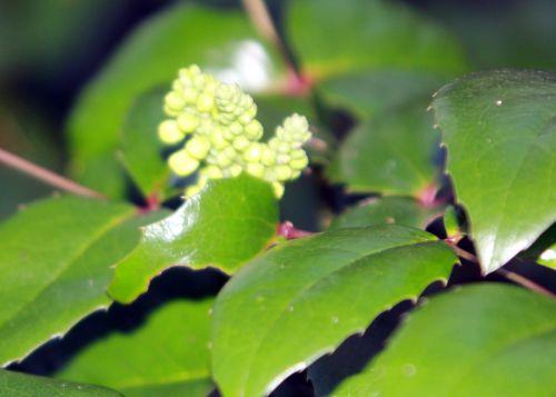 mahonia 0 rec veneux 15 janv 2012 005.jpg