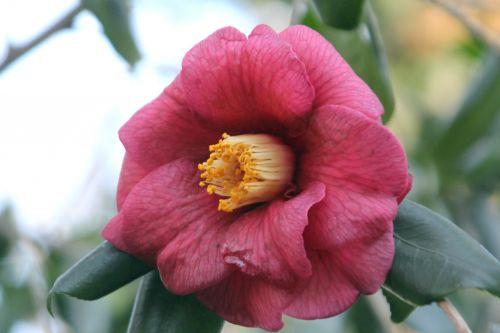 adolphe 2 veneux 3 fev 2012 003.jpg