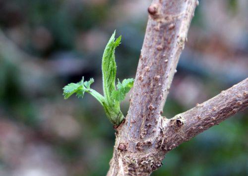 palmensis veneux 3 fev 2012 013.jpg