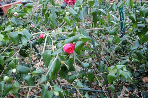 gloire 3 veneux 3 fev 2012 007.jpg