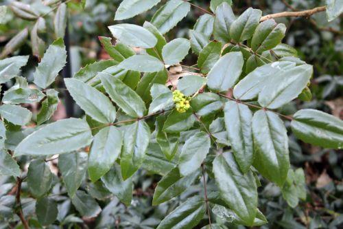 mahonia 1 veneux 3 fev 2012 016.jpg