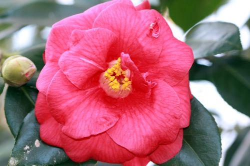 adolphe a veneux 15 janv 2012 006.jpg