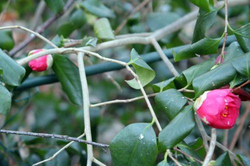 gloire 4 veneux 3 fev 2012 003.jpg