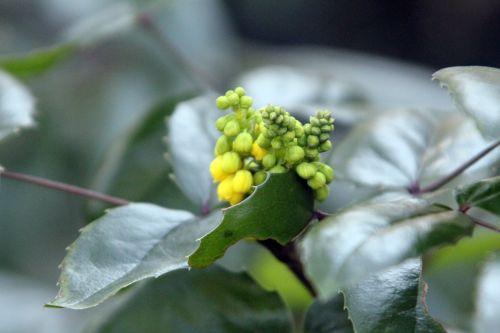 mahonia 2 veneux 3 fev 2012 010.jpg