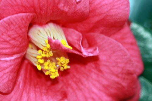 adolphe c veneux 15 janv 2012 011.jpg