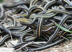 SEXUALITÉ: Œstrogènes et phéromones, les serpents révèlent les secrets de l’attraction  – Journal of Experimental Biology