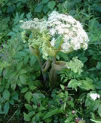 Se soigner par les plantes