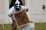 pétition, abeilles, ogm, mon810, monsanto, miel, apiculture, 