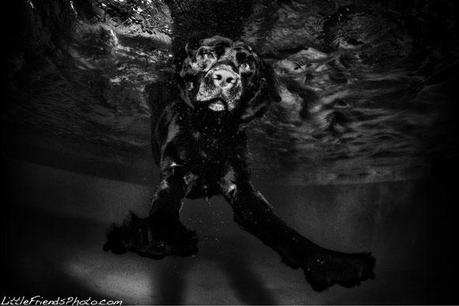 Little Friends Photo