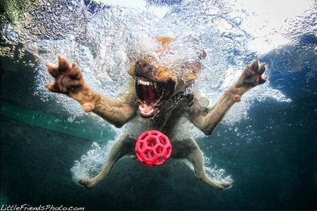 Little Friends Photo