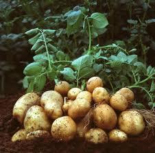 Pommes de terre : une production en hausse