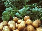 Pommes terre production hausse