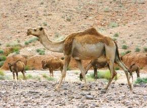Plan du développement de l’élevage camelin à la région de Laâyoune