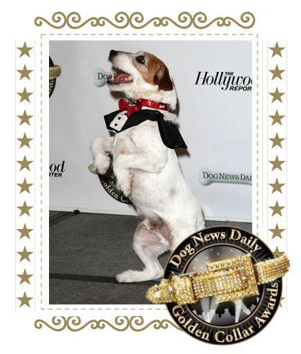 uggie Uggie, nouveau chouchou poilu…