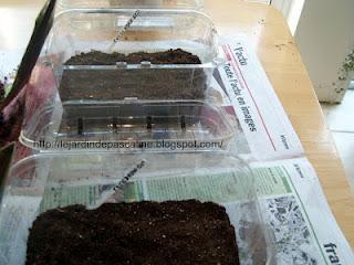 Semis d'herbes aromatiques