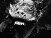 meilleur l’Homme capturé Seth Casteel