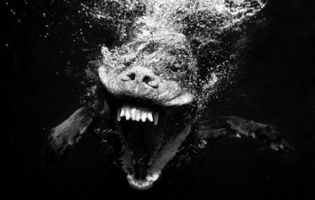 dent chien eau 635x406.jpg.pagespeed.ce .pRfsanvu5M 600x383 Le meilleur ami de lHomme capturé par Seth Casteel