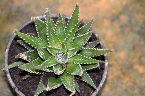 1 haworthia attenuata 14 fev 2012 024.jpg