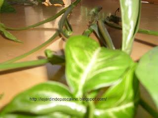 Bouturer le Syngonium