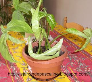 Bouturer le Syngonium