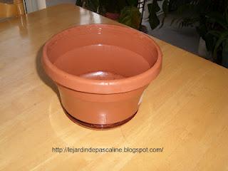 Bouturer le Syngonium