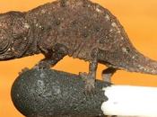 Brookesia micra caméléon miniature Madagascar