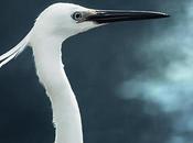 Salon photographie animalière Saône