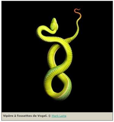 Photographe : des serpents de toutes les couleurs