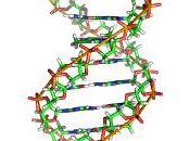 Structure physique l'ADN