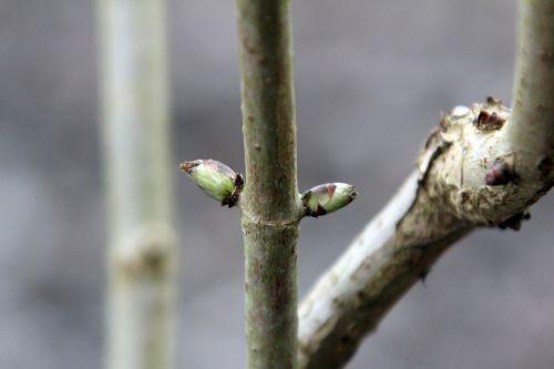 sibirica romi 16 fev 2012 011.jpg