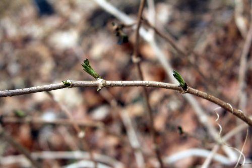 palmensis romi 16 fev 2012 039.jpg