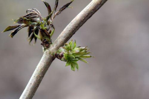 sibirica romi 16 fev 2012 010.jpg