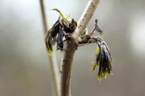 sibirica romi 16 fev 2012 007.jpg