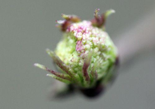 romilly 22 janv 2012 038.jpg