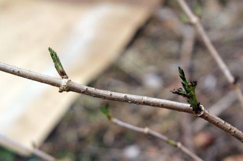 palmensis romi 16 fev 2012 040.jpg
