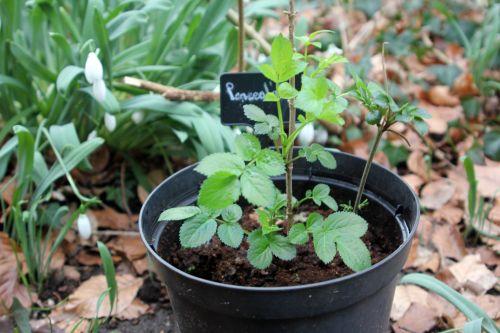 3 lanceolata 17 fev 2012 003.jpg