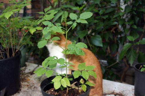 1 lanceolata veneux 10 juil 2011 011 (1).jpg