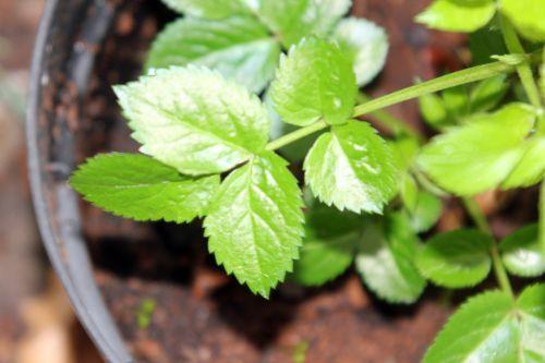 5 lanceolata 17 fev 2012 004.jpg