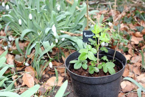 2 lanceolata 17 fev 2012 002.jpg