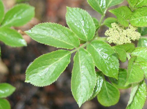 7 palmensis fleurs 23 mars 001.jpg