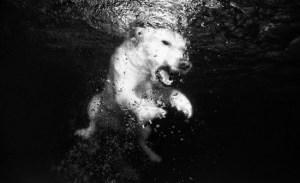Photographie : La série aquatique de Seth Casteel
