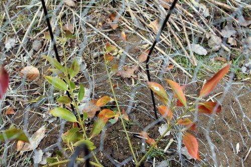 wilsonii 3 romi 16 fev 2012 025.jpg